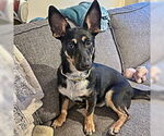 Small #9 Pembroke Welsh Corgi-Red Heeler Mix