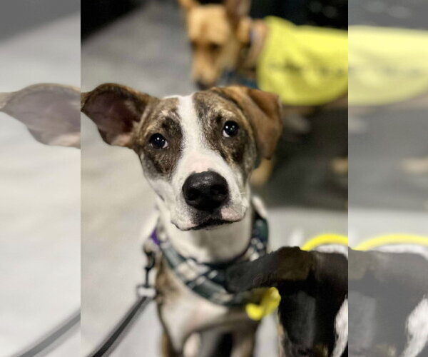 Medium Photo #3 Mutt Puppy For Sale in Minneapolis, MN, USA