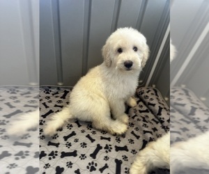 Goldendoodle Puppy for sale in PENSACOLA, FL, USA