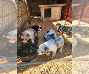 Australian Shepherd Puppy for sale in SPRING HILL, TN, USA
