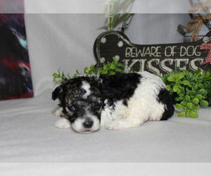 Poodle (Toy) Puppy for sale in CHANUTE, KS, USA