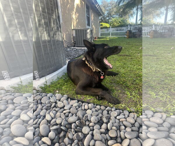 Medium Photo #4 German Shepherd Dog Puppy For Sale in Miami, FL, USA