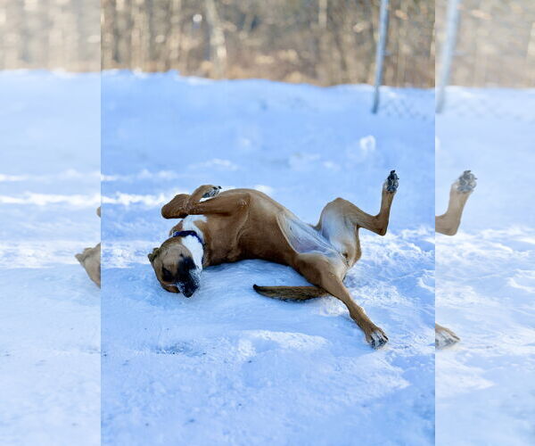 Medium Photo #5 Mutt Puppy For Sale in West Cornwall, CT, USA