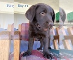 Small Photo #1 Labrador Retriever Puppy For Sale in ESCONDIDO, CA, USA