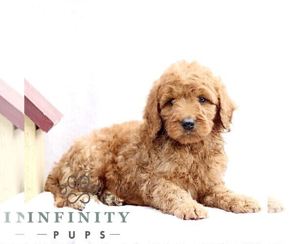 Medium Photo #1 Goldendoodle (Miniature) Puppy For Sale in EPHRATA, PA, USA