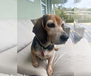Beagle Dogs for adoption in Sanderson, FL, USA