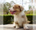 Small #3 Pembroke Welsh Corgi