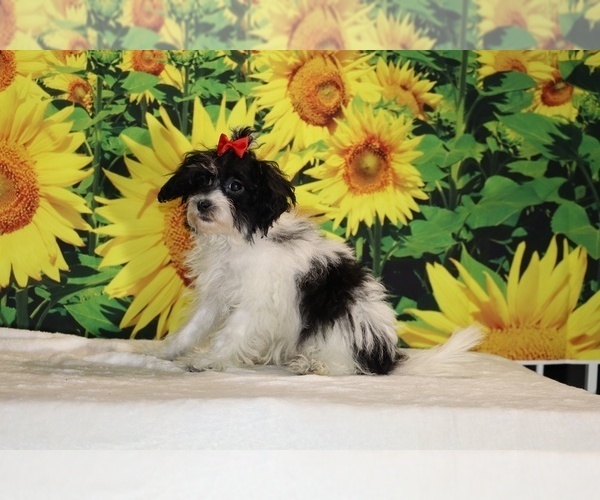 Medium Photo #12 Goldendoodle (Miniature) Puppy For Sale in DYERSBURG, TN, USA