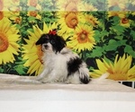 Bubbles - Female Goldendoodle (Miniature) Puppy for Sale - Photo #12