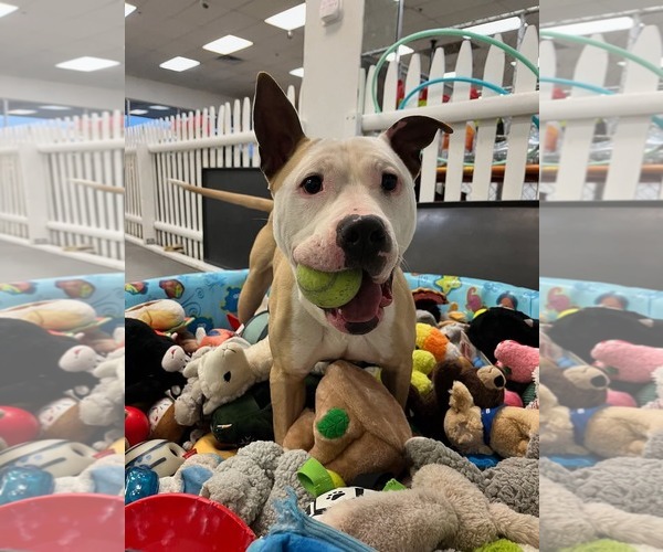 Medium Photo #14 American Bulldog-Labrador Retriever Mix Puppy For Sale in Rockaway, NJ, USA