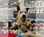 Small #13 American Bulldog-Labrador Retriever Mix