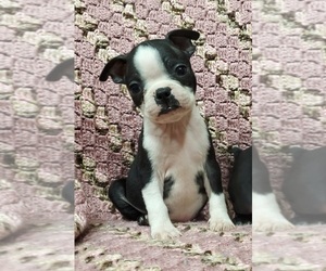 Boston Terrier Puppy for sale in AFTON, WY, USA