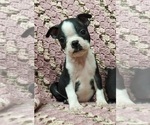 Small Photo #1 Boston Terrier Puppy For Sale in AFTON, WY, USA