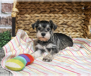 Schnauzer (Miniature) Puppy for sale in SYRACUSE, IN, USA