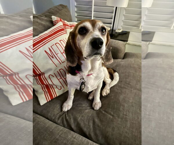 Medium Photo #1 Beagle Puppy For Sale in Tampa, FL, USA