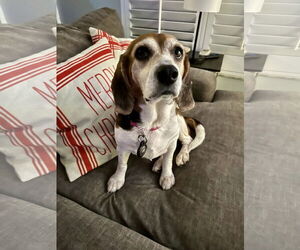 Beagle Dogs for adoption in Tampa, FL, USA