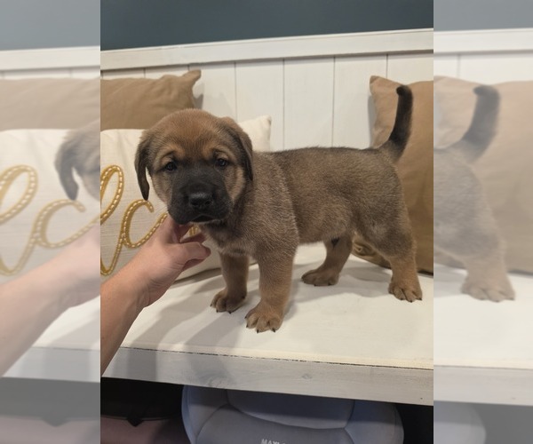 Medium Photo #2 Anatolian Shepherd-English Mastweiler Mix Puppy For Sale in IRWIN, PA, USA