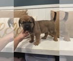 Small #1 Anatolian Shepherd-English Mastweiler Mix