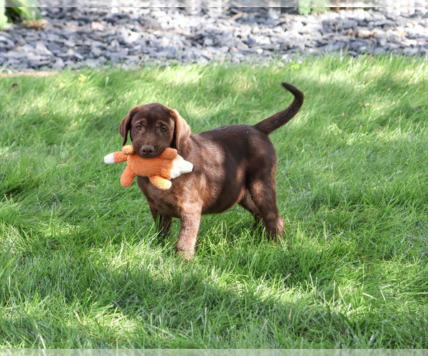 Medium Photo #5 Labrador Retriever Puppy For Sale in SYRACUSE, IN, USA