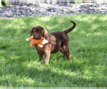 Small #4 Labrador Retriever