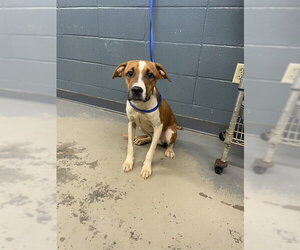 American Pit Bull Terrier Dogs for adoption in Tallahassee, FL, USA