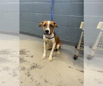 THOR - Male American Pit Bull Terrier Dog for Adoption - Small photo
