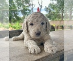 Puppy Luke Sky walker Doodle-Labradoodle Mix