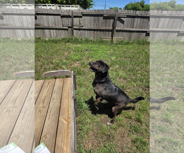Medium Photo #1 Mutt Puppy For Sale in Jackson, MS, USA