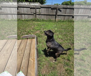 Mutt Dogs for adoption in Jackson, MS, USA