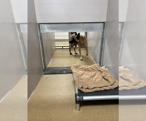 Mutt Dogs for adoption in Martinez, CA, USA