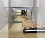 DIOR - Male Mutt Dog for Adoption - Small photo