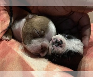 Boston Terrier Puppy for sale in MOUNT PLEASANT, SC, USA