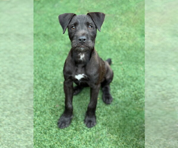 Medium Photo #3 Mutt Puppy For Sale in PIPE CREEK, TX, USA