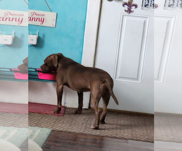 Medium Photo #9 American Pit Bull Terrier-Unknown Mix Puppy For Sale in Oakhurst, NJ, USA