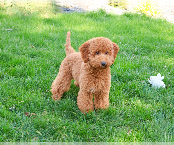 Medium Photo #6 Goldendoodle Puppy For Sale in SYRACUSE, IN, USA