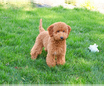 Small #5 Goldendoodle