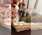 Small Photo #2 Shih Tzu Puppy For Sale in BRIDGETON, NJ, USA