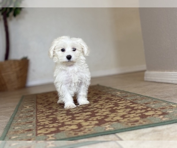 Medium Photo #9 Maltese Puppy For Sale in TUCSON, AZ, USA