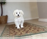 Small #8 Maltese