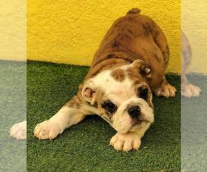 English Bulldogge Puppy for sale in SAN LEANDRO, CA, USA