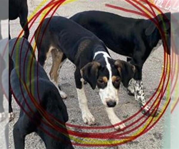 Medium Photo #1 Pointer-Unknown Mix Puppy For Sale in San Antonio, TX, USA