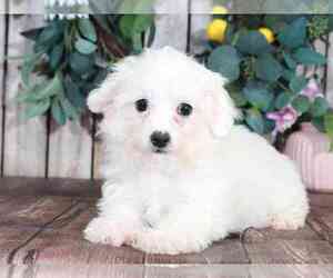 Bichon Frise Puppy for sale in MOUNT VERNON, OH, USA