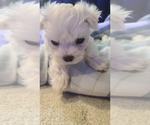 Small #6 Maltese