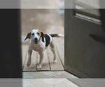Small #4 Beagle