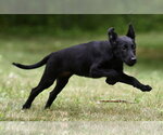 Small #3 German Shepherd Dog-Retriever  Mix
