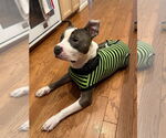 Small #3 American Pit Bull Terrier