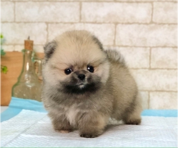 Medium Photo #1 Pomeranian Puppy For Sale in MIAMI, FL, USA