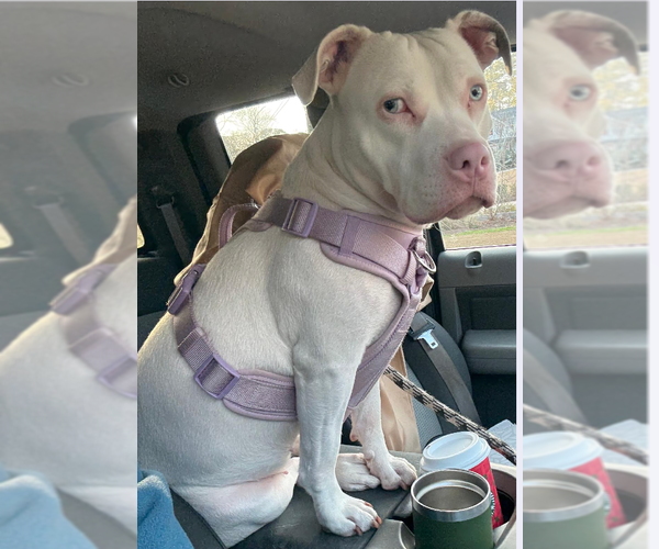 Medium Photo #2 American Bulldog-Unknown Mix Puppy For Sale in Decatur, GA, USA