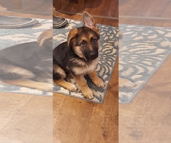 Medium Photo #41 German Shepherd Dog Puppy For Sale in LA FAYETTE, NY, USA