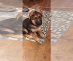 Small Photo #121 German Shepherd Dog Puppy For Sale in LA FAYETTE, NY, USA